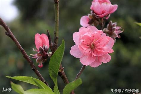 補桃花有用嗎|招桃花是什麼？如何【增加桃花運】100個秘方方法，。